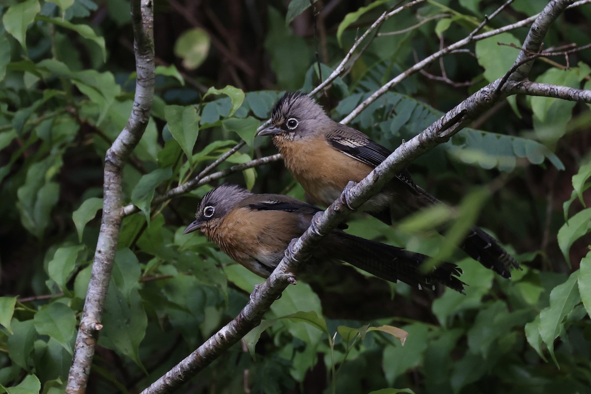 Black-crowned Barwing - ML644303561