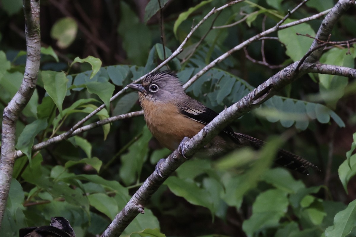 Black-crowned Barwing - ML644303562