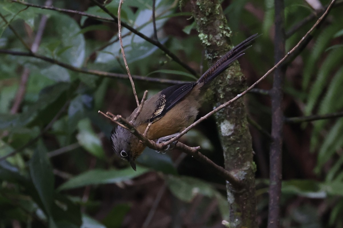 Black-crowned Barwing - ML644303563