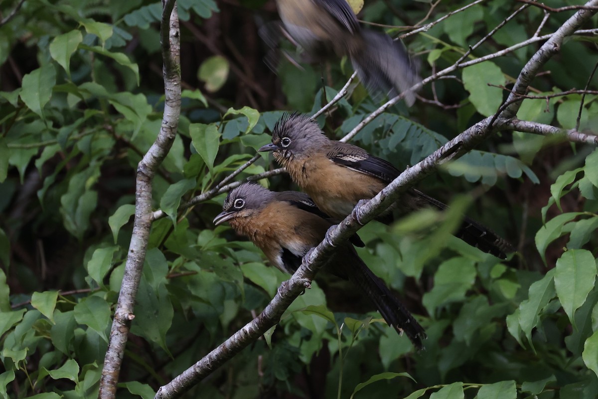 Black-crowned Barwing - ML644303564
