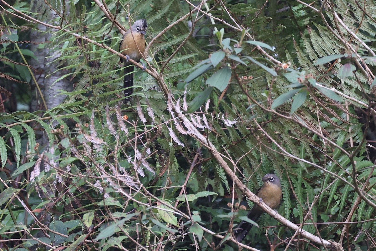 Black-crowned Barwing - ML644303565