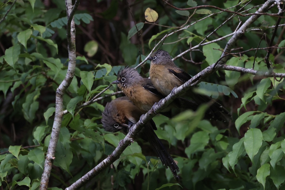 Black-crowned Barwing - ML644303566