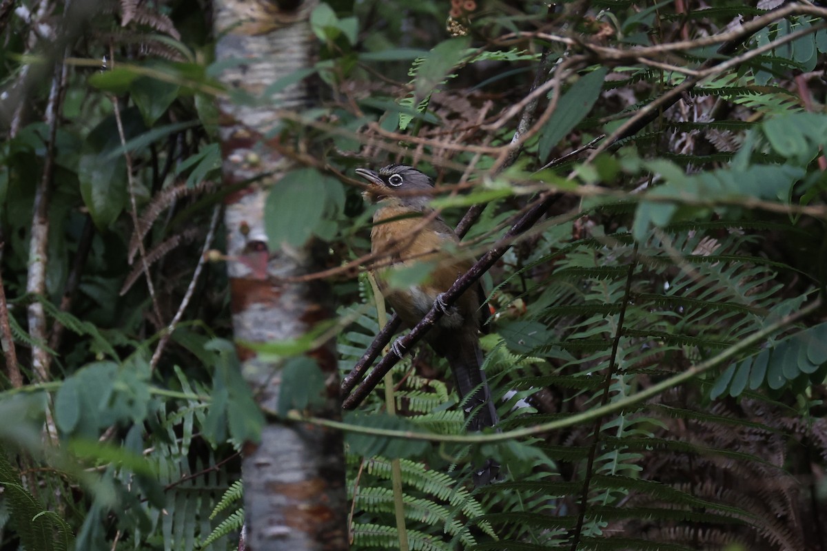 Black-crowned Barwing - ML644303567