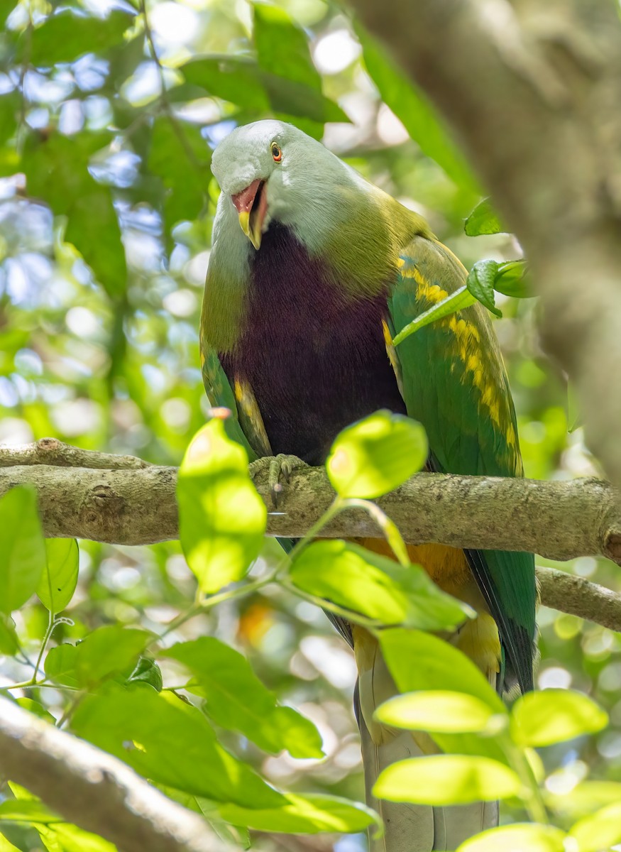 Wompoo Fruit-Dove - ML644303568