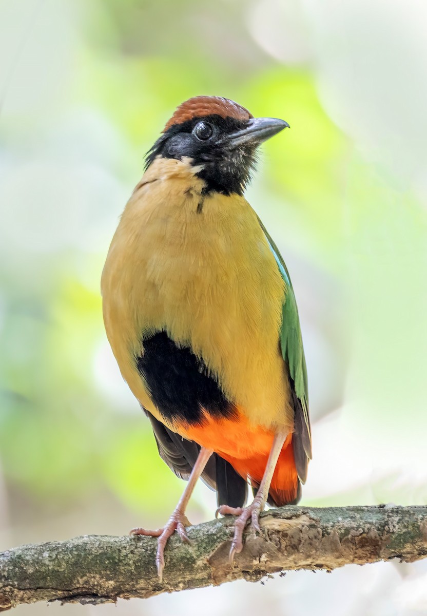 Noisy Pitta - ML644303569