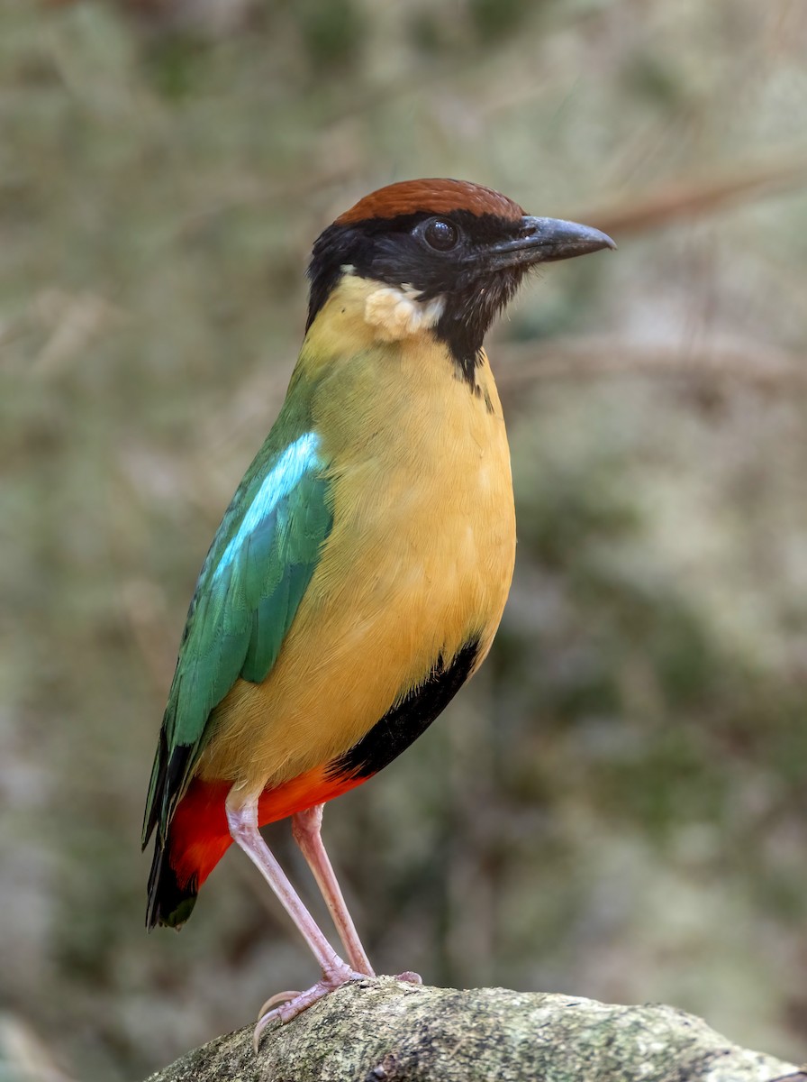 Noisy Pitta - ML644303570