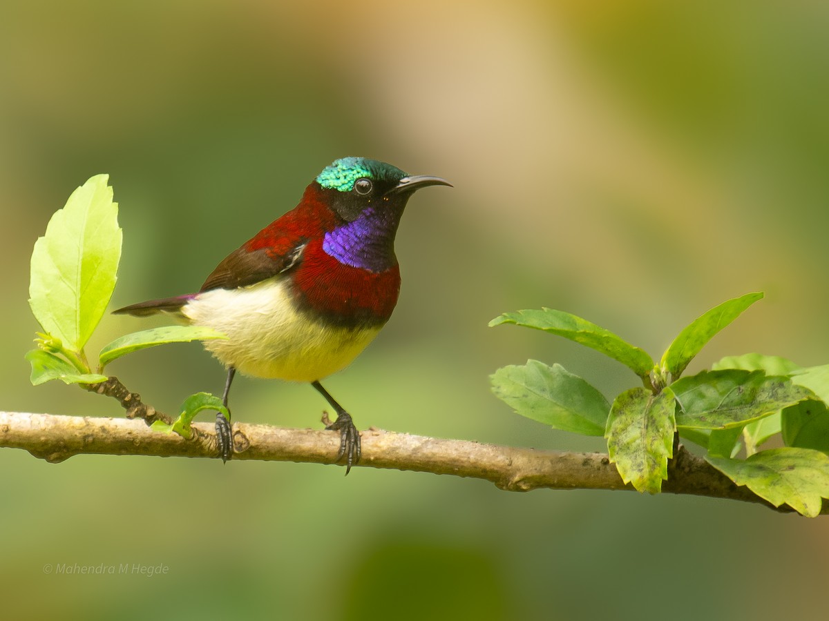 malabarsolfugl - ML644303572