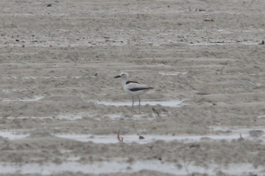 Crab-Plover - ML644303573
