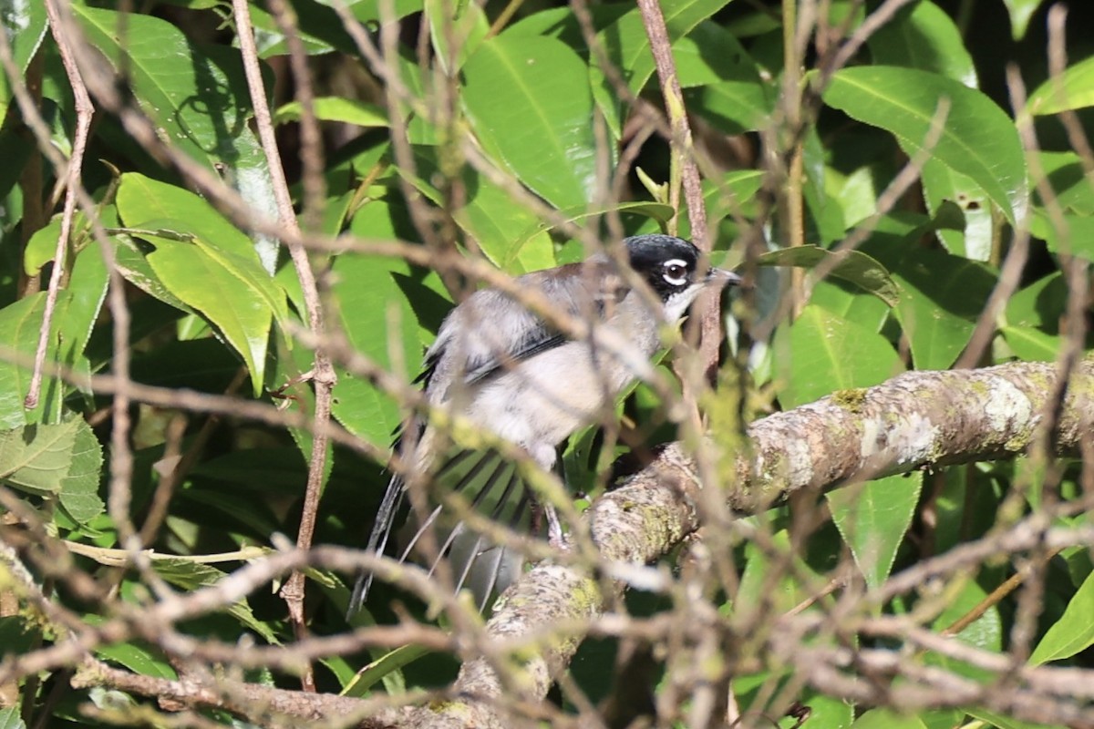 Garrulaxe de Desgodins - ML644303574