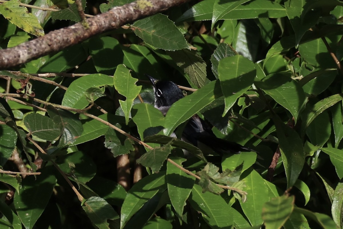 Garrulaxe de Desgodins - ML644303575