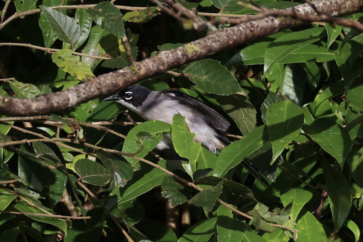 Garrulaxe de Desgodins - ML644303576