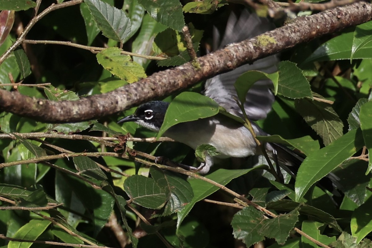 Garrulaxe de Desgodins - ML644303577