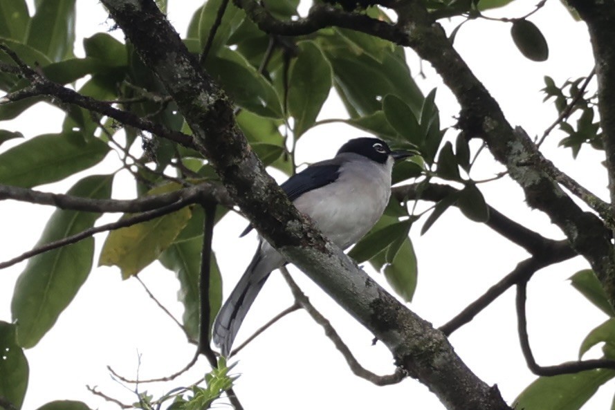 Garrulaxe de Desgodins - ML644303578