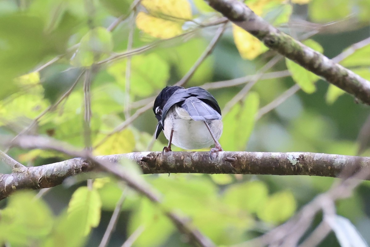 Garrulaxe de Desgodins - ML644303579