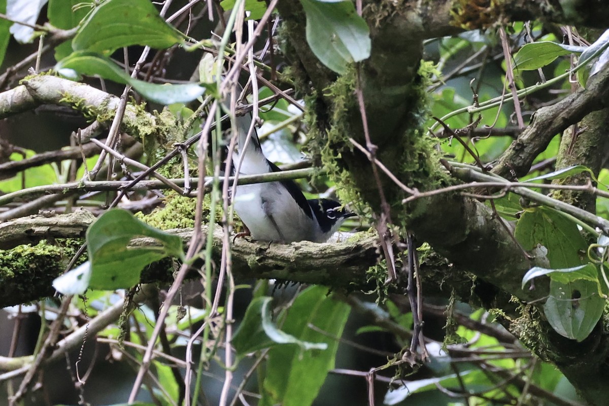 Garrulaxe de Desgodins - ML644303580