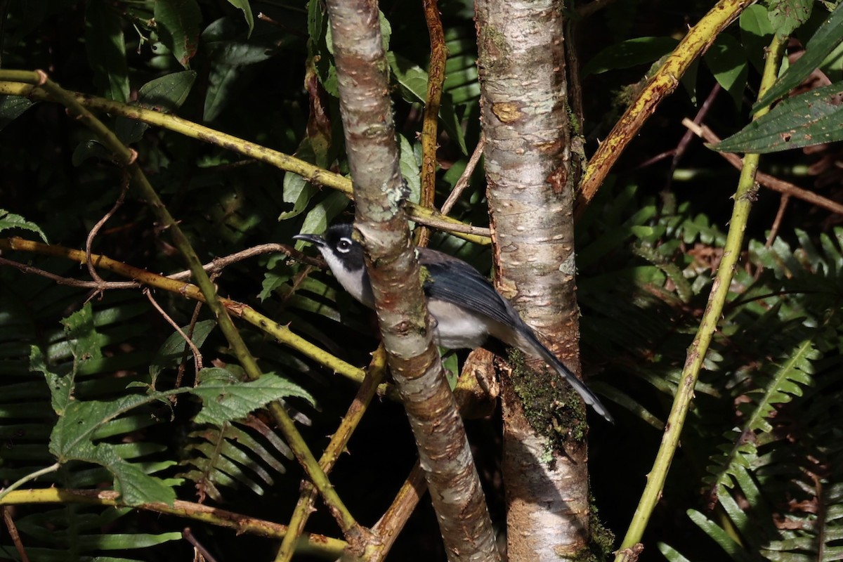 Garrulaxe de Desgodins - ML644303581