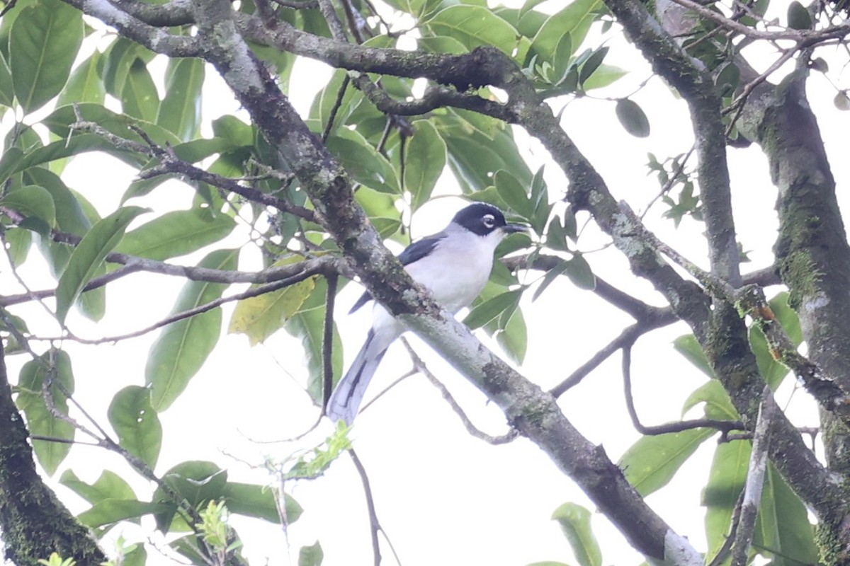 Garrulaxe de Desgodins - ML644303582