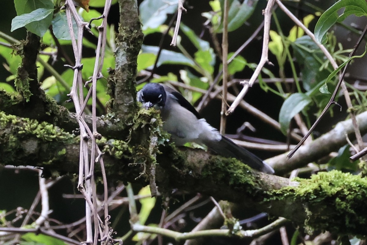 Garrulaxe de Desgodins - ML644303583