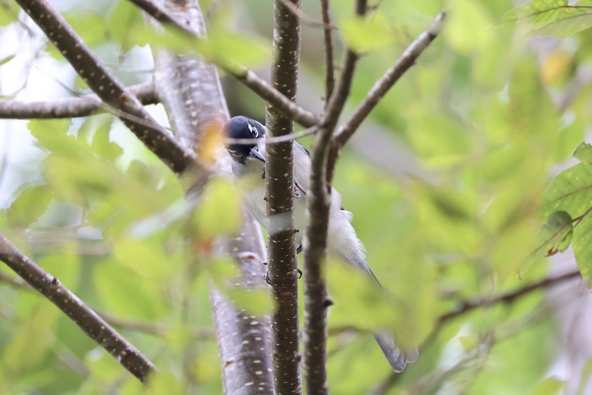 Garrulaxe de Desgodins - ML644303584