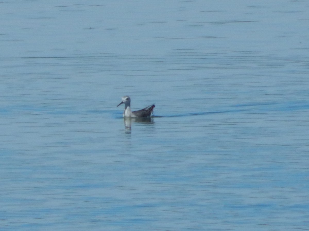 Wilson's Phalarope - ML644303586