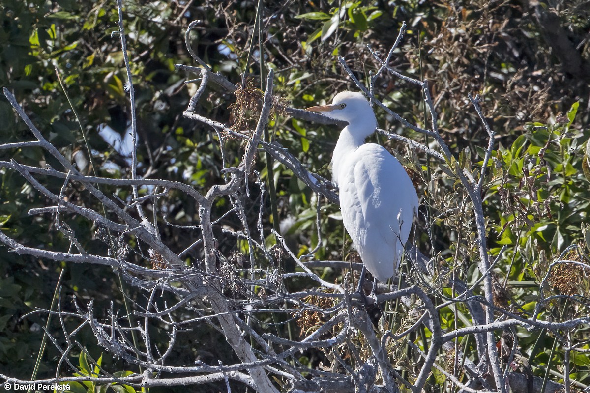 Airone guardabuoi - ML644303587