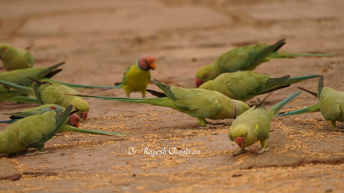Plum-headed Parakeet - ML644303591