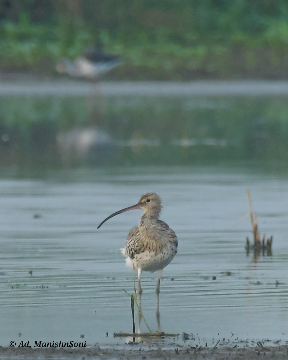 Eurasian Curlew - ML644303597