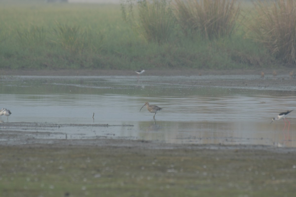 Eurasian Curlew - ML644303598