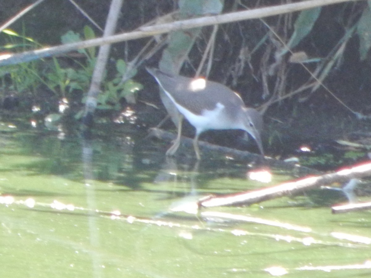 Spotted Sandpiper - ML644303616
