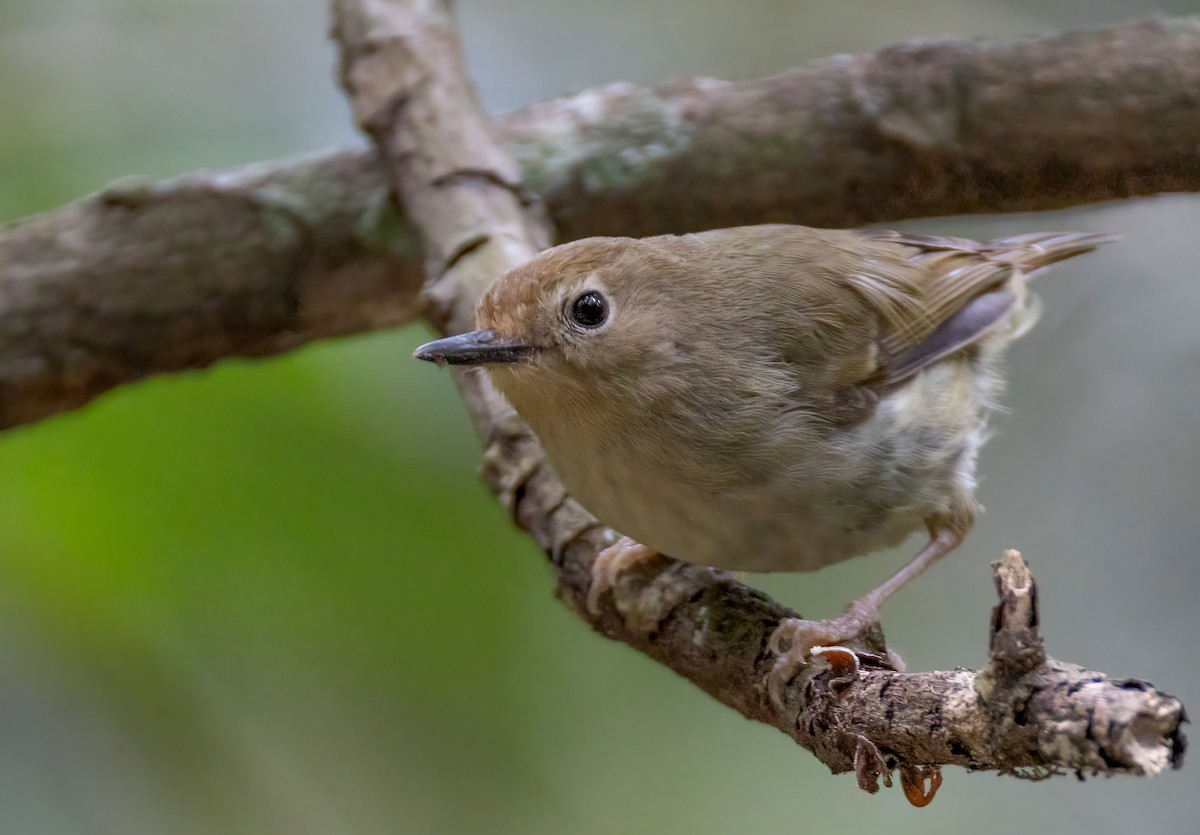 Large-billed Scrubwren - ML644303617