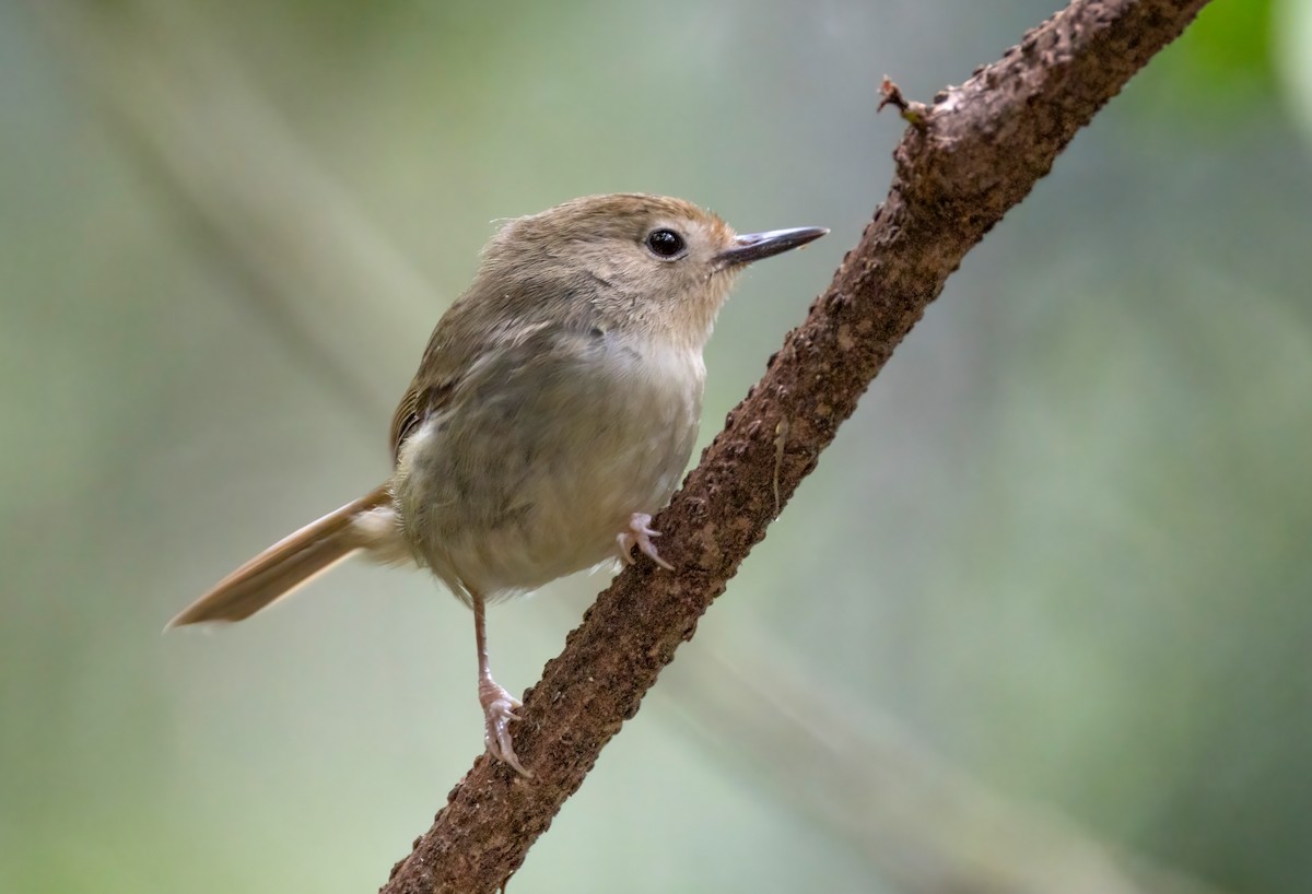 Large-billed Scrubwren - ML644303618