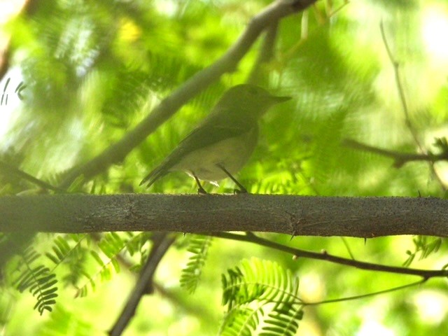 Ultramarine Flycatcher - ML644303634