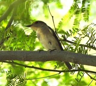 Ultramarine Flycatcher - ML644303635