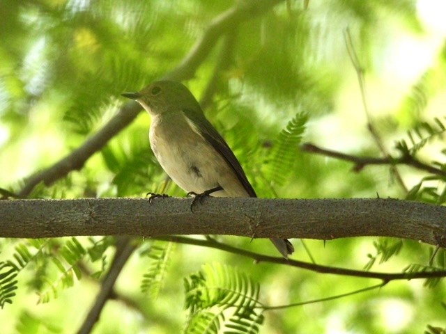 Ultramarine Flycatcher - ML644303636