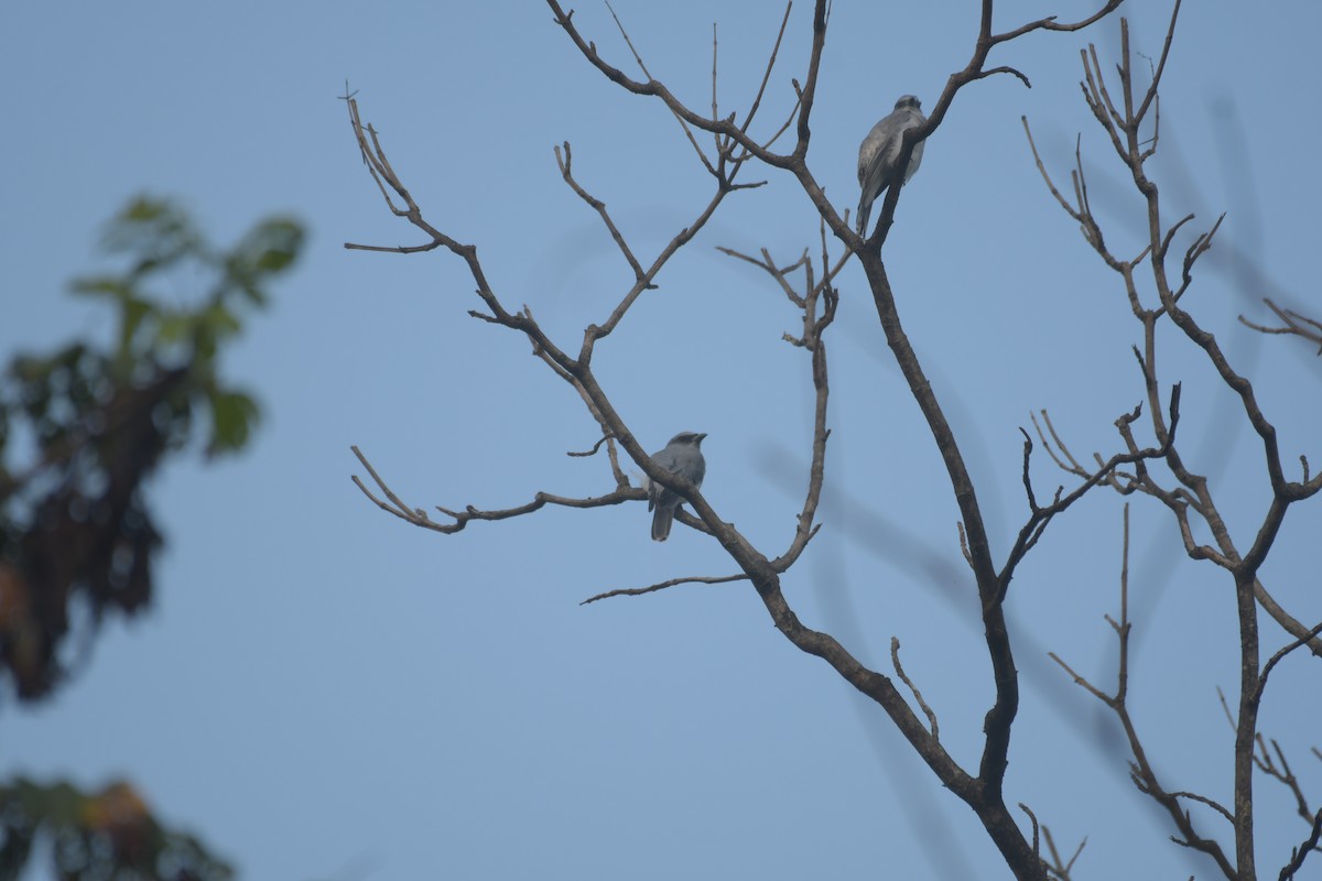 Indian Cuckooshrike - ML644303638