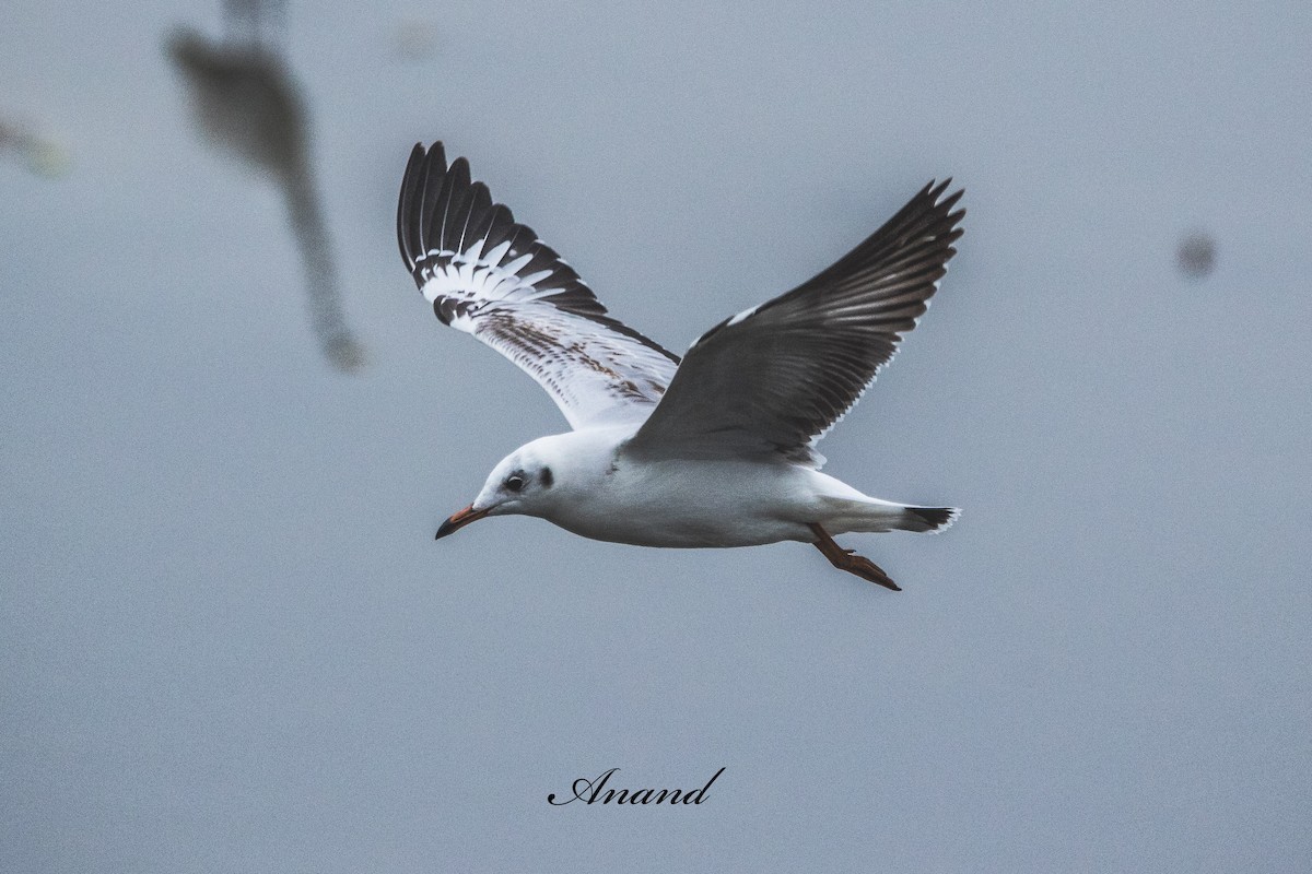 Бор толгойт цахлай - ML644303647