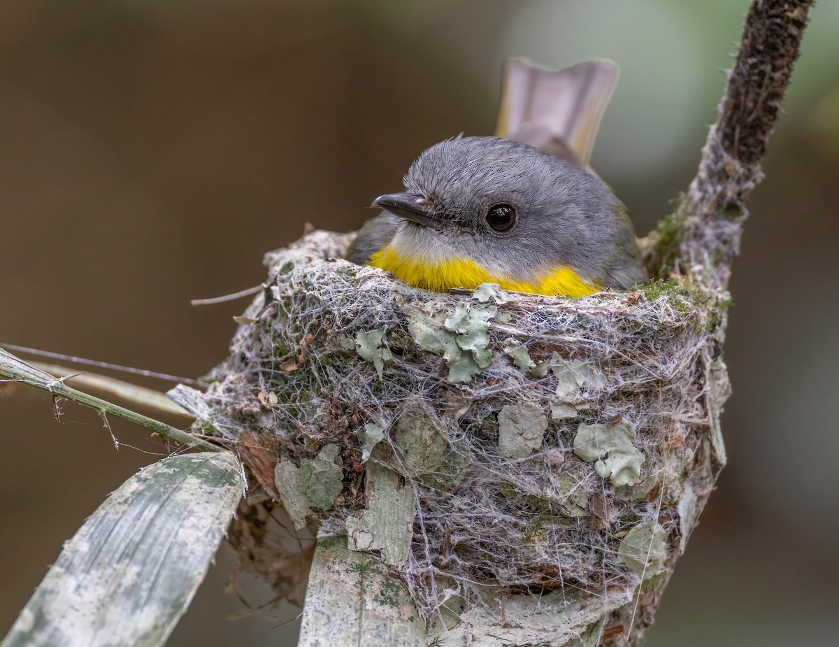 Eastern Yellow Robin - ML644303651