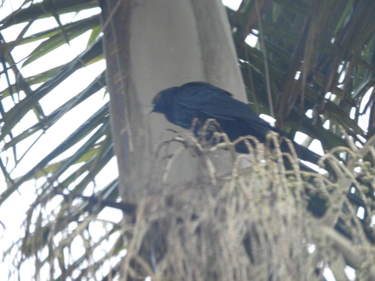 Pacific Koel - ML644303654