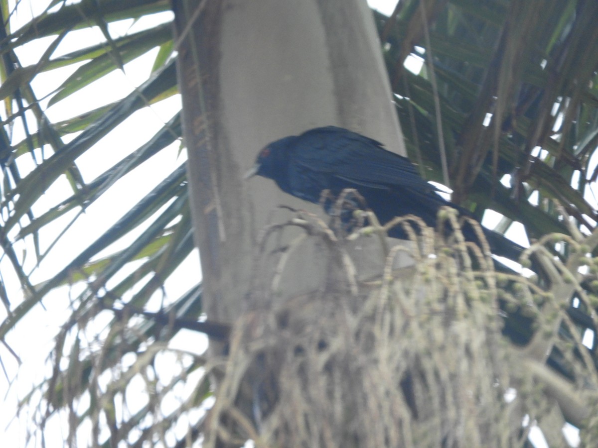 Pacific Koel - ML644303655