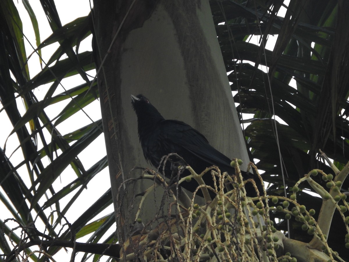 Pacific Koel - ML644303656