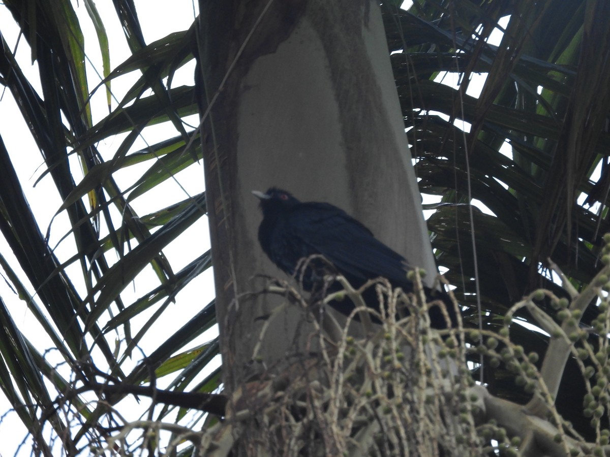 Pacific Koel - ML644303658