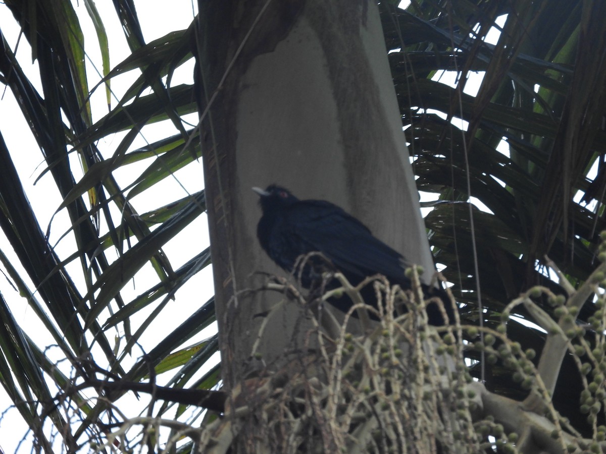 Pacific Koel - ML644303659