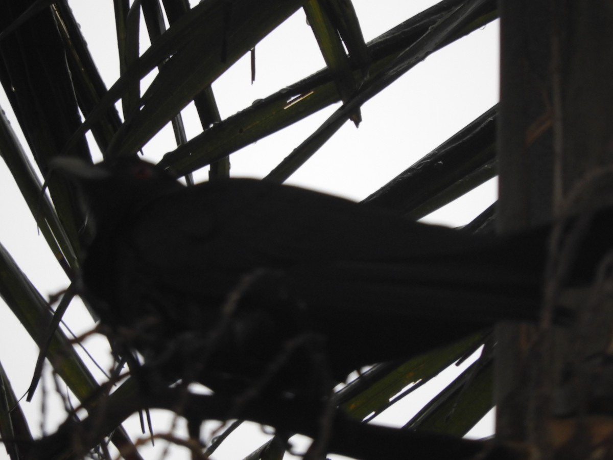 Pacific Koel - ML644303660