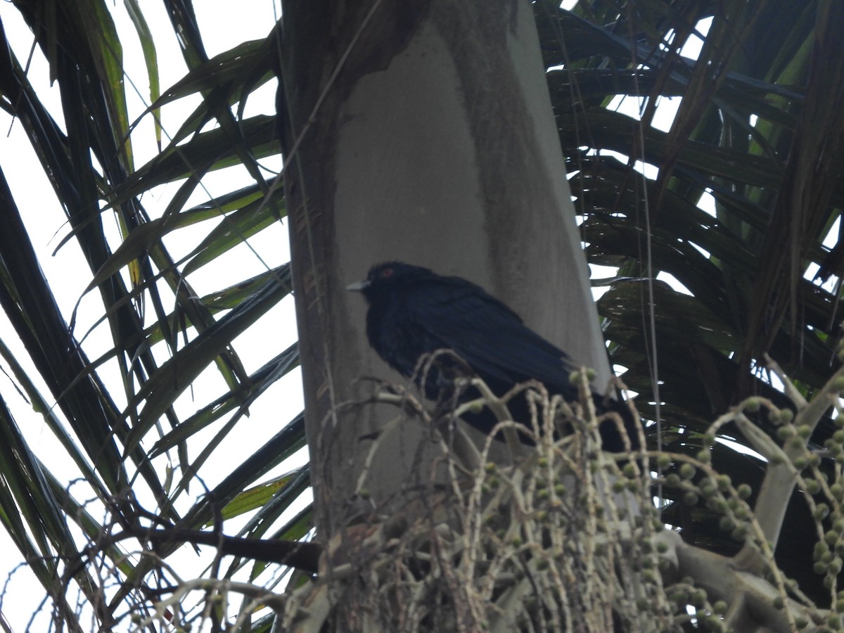 Pacific Koel - ML644303661