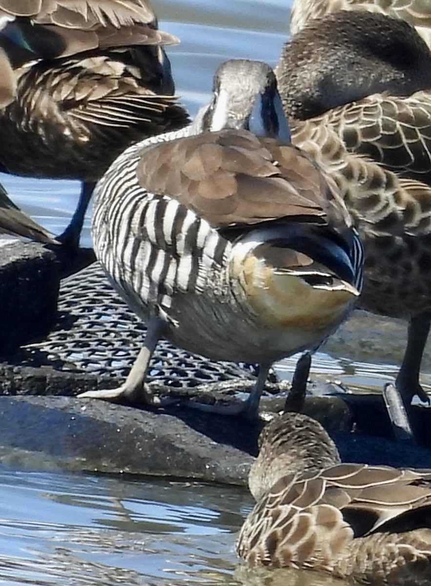 leppeand - ML644303684