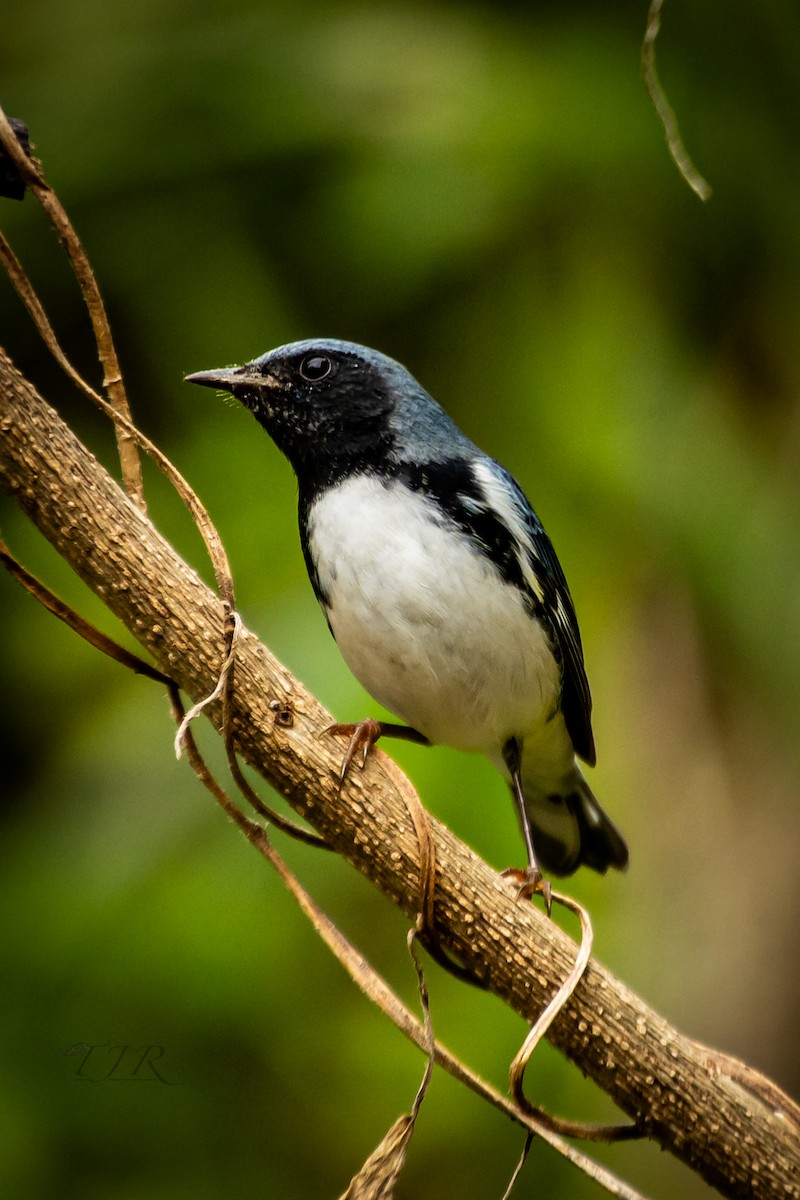 Black-throated Blue Warbler - ML644303688