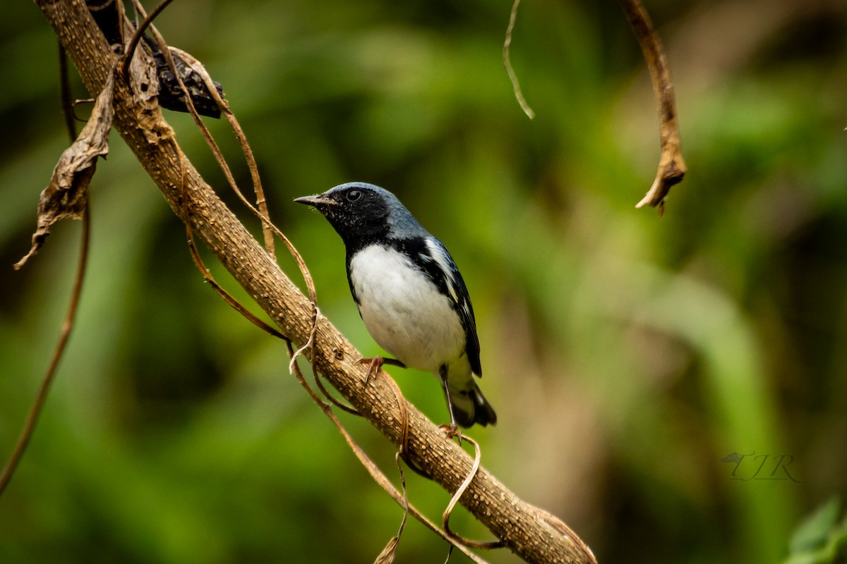 Black-throated Blue Warbler - ML644303689