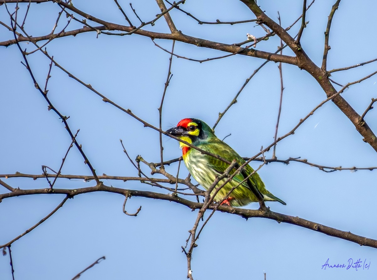 Al Göğüslü Barbet - ML644303690