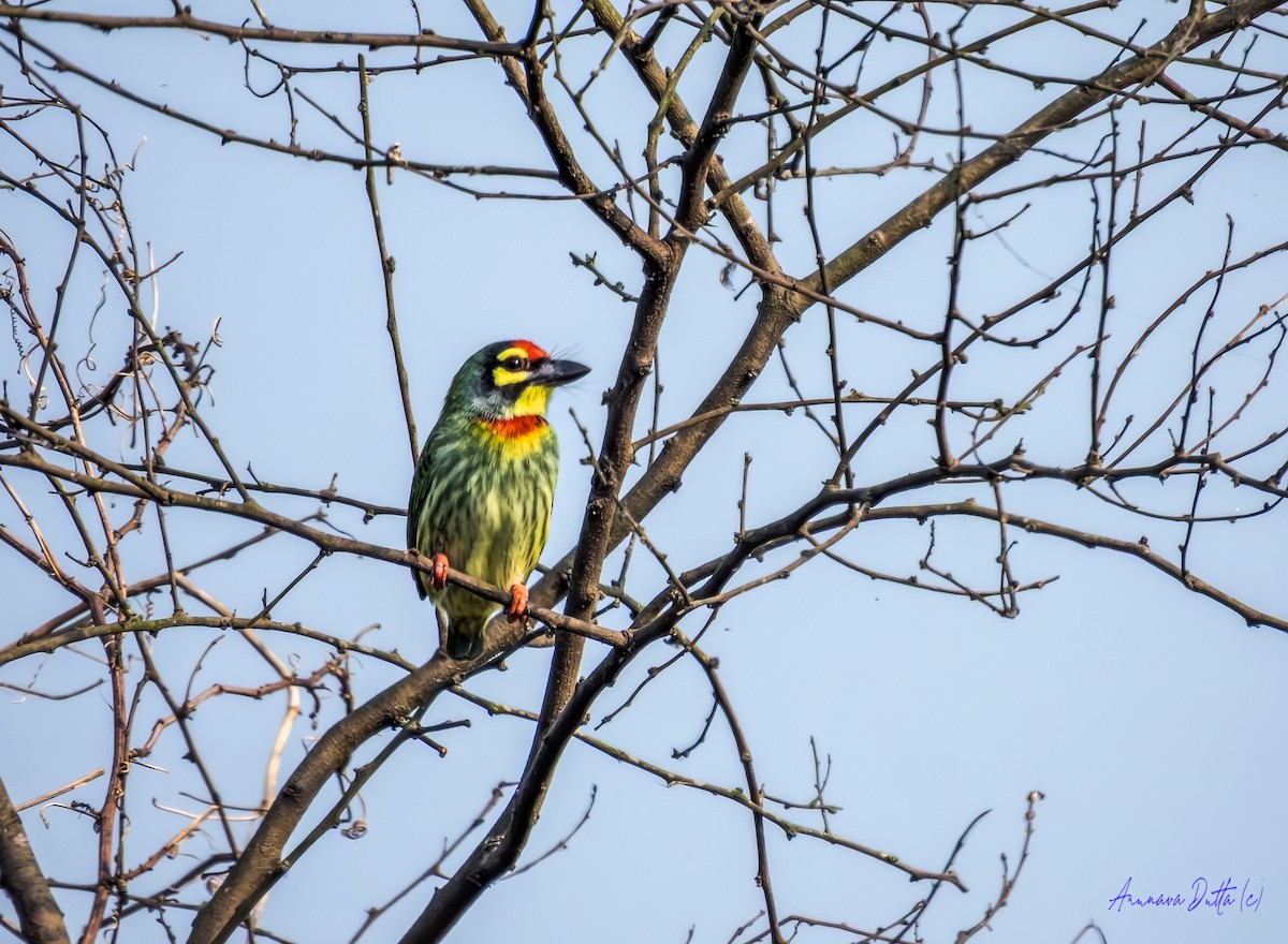 Al Göğüslü Barbet - ML644303691