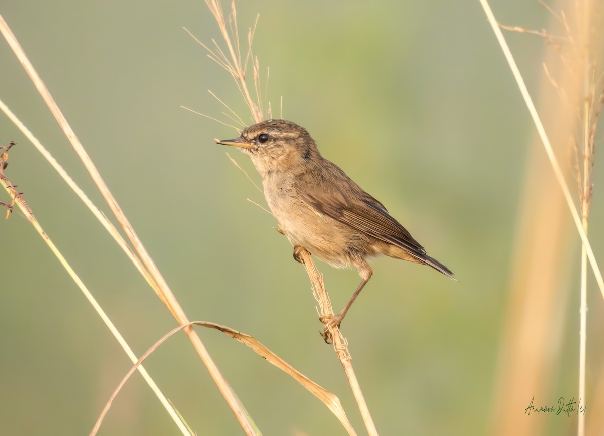 brunsanger - ML644303701